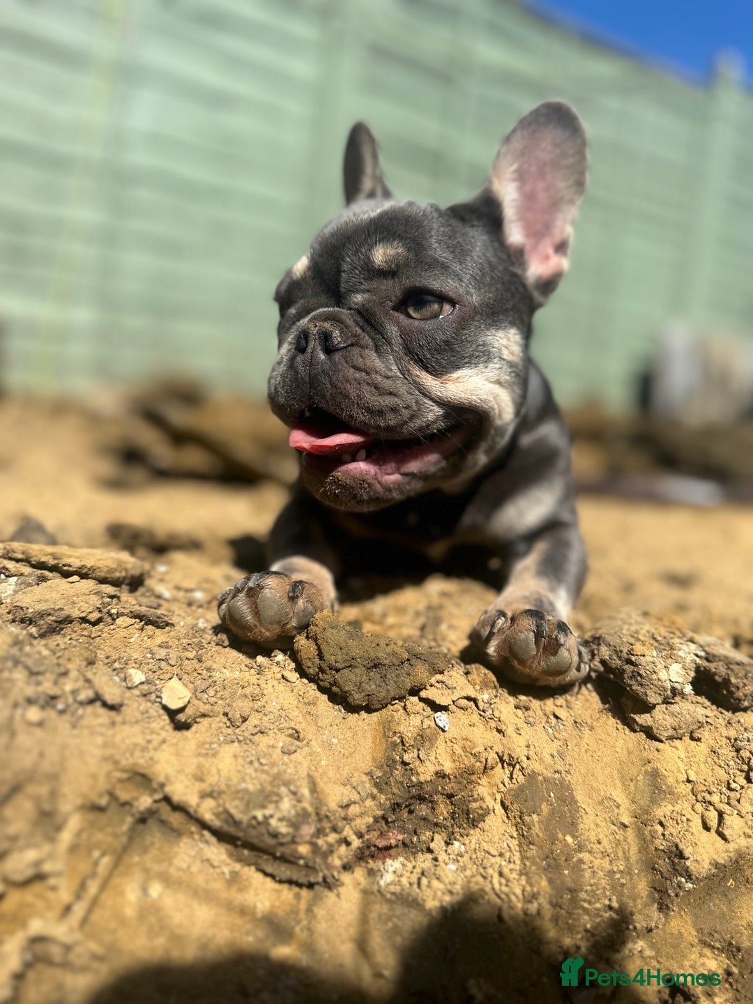 French Bulldog dogs for sale: Pixie  - Image 6