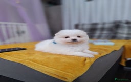 Pomeranian dogs for sale: Exellent quality mini ** pomeranian puppies  - Image 6