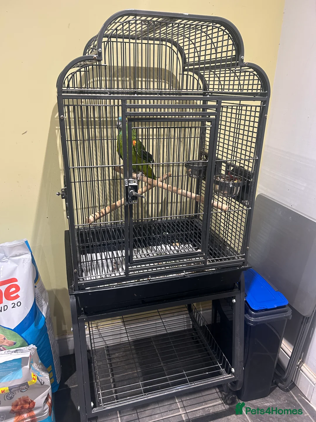 Parrots birds for sale: Amazon parrot  - Advert 5