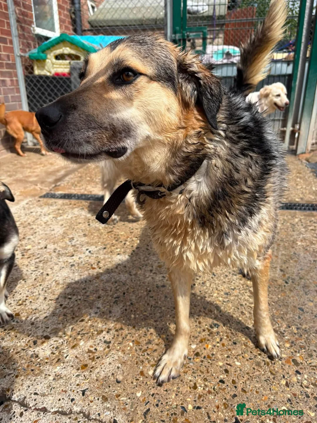 Mixed Breed dogs for adoption: Dwayne - the rock - Norwich Norfolk  - Advert 2