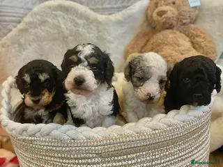 Cavapoo dogs Beautiful cavapoo puppies - Advert 18