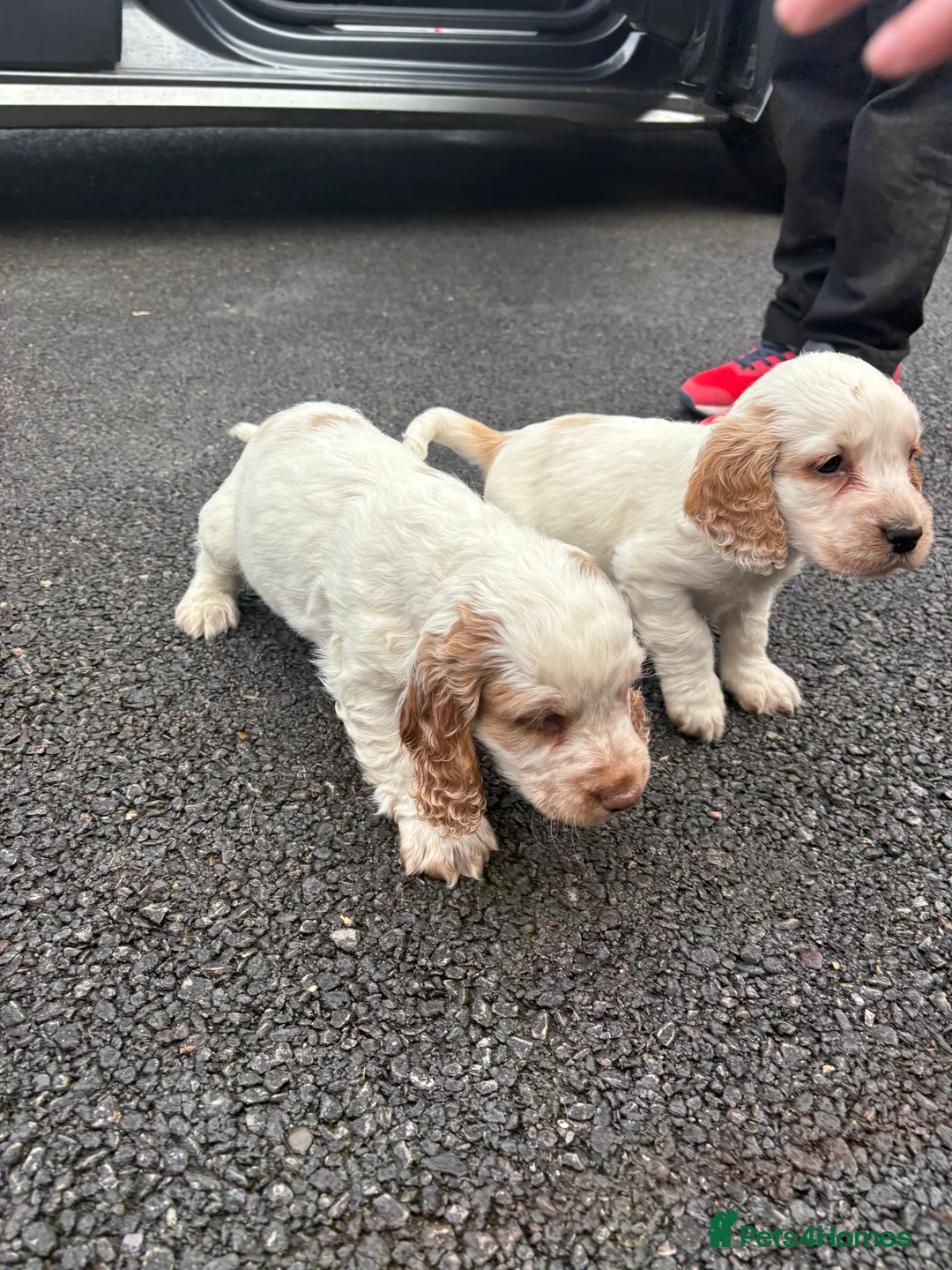 Cocker Spaniel dogs for sale: Cocker spaniels show type - Advert 7