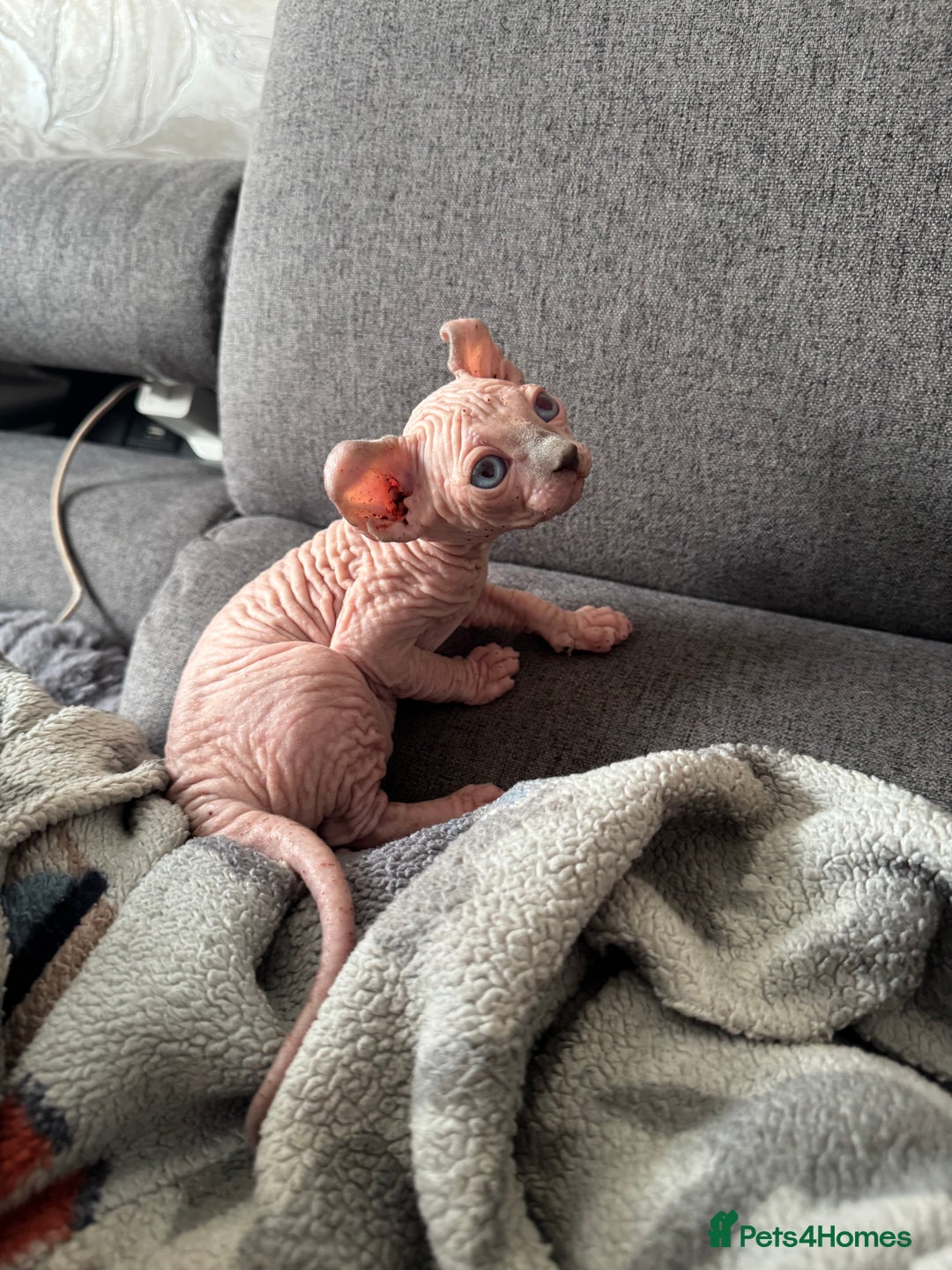 Sphynx cats for sale: Elf kittens 🔥🔥🔥 - Image 7