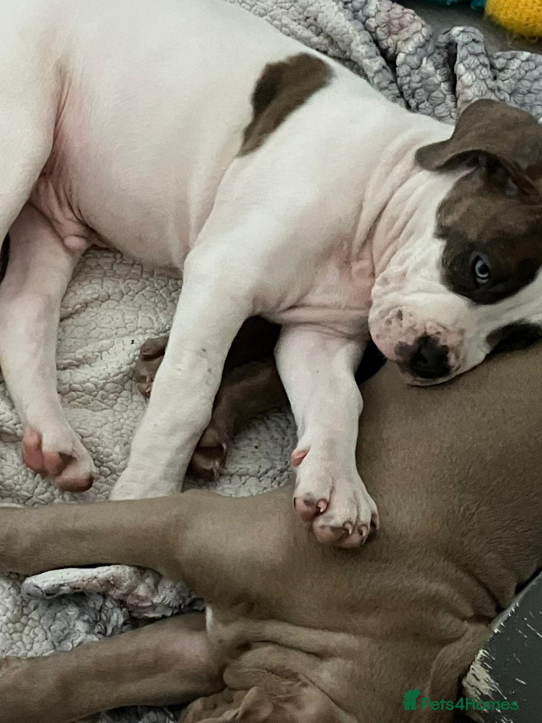 Staffordshire Bull Terrier dogs for sale: Staffordshire  - Image 3