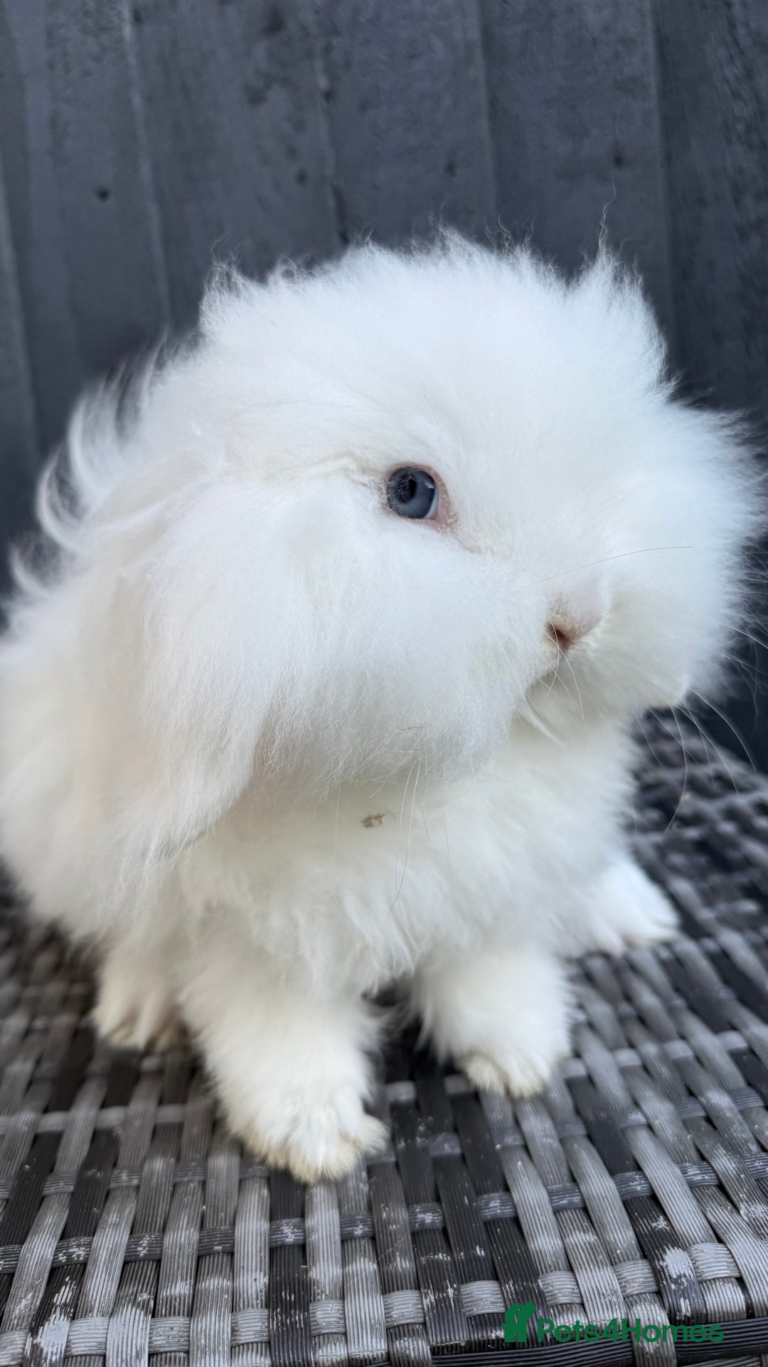 Mini Lion Lop rabbits for sale: Beautiful Blue Eyed TeddyWidder Boy - Advert 11