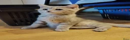 Mixed Breed cats for sale: Tabby and blue tortie girls looking forever home  - Advert 4