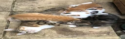 Mixed Breed cats for sale: Beautiful kittens looking for loving homes - Advert 5
