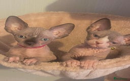 Sphynx cats for sale: Gccf sphynx kittens parents health tested  - Image 18