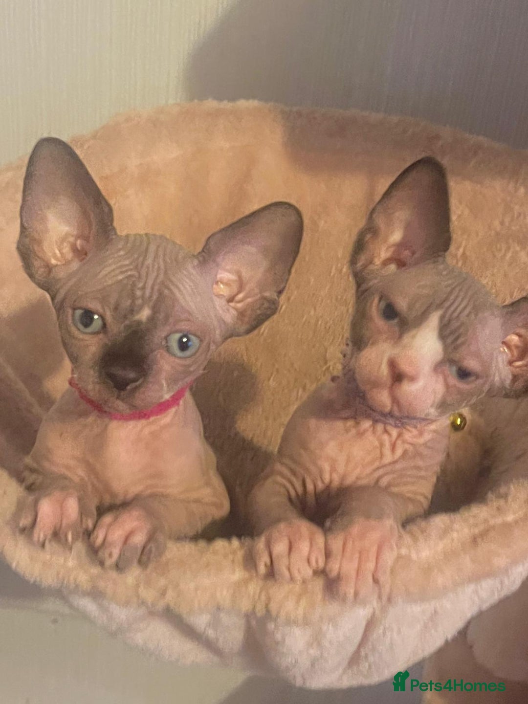 Sphynx cats for sale: Gccf sphynx kittens parents health tested  - Image 18