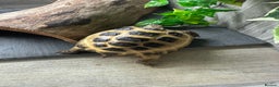 Tortoise reptiles for sale: 5 year old horsfield tortoise and full set up  - Advert 4