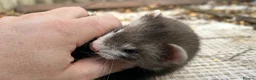 Ferret rodents for sale: Working strain hob ferrets  - Advert 7