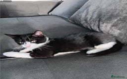 Mixed Breed cats for sale: 14 week old kitten for sale  - Image 1