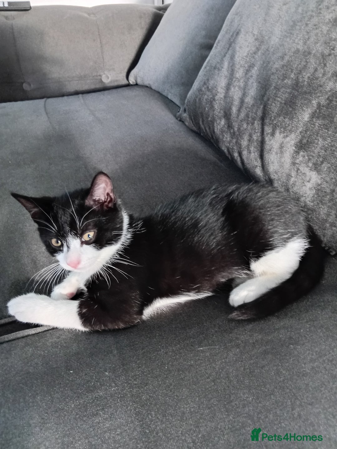 Mixed Breed cats for sale: 14 week old kitten for sale  - Image 1