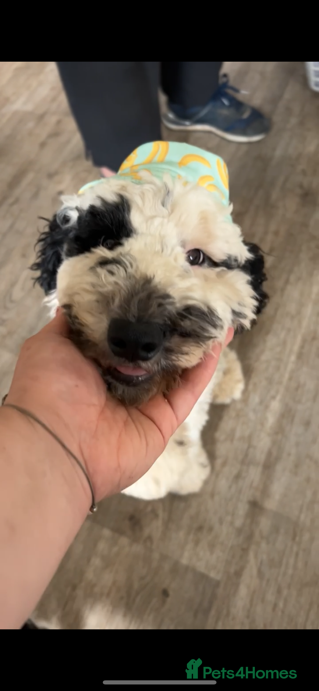 Cockapoo dogs for sale: Milo  - Image 9