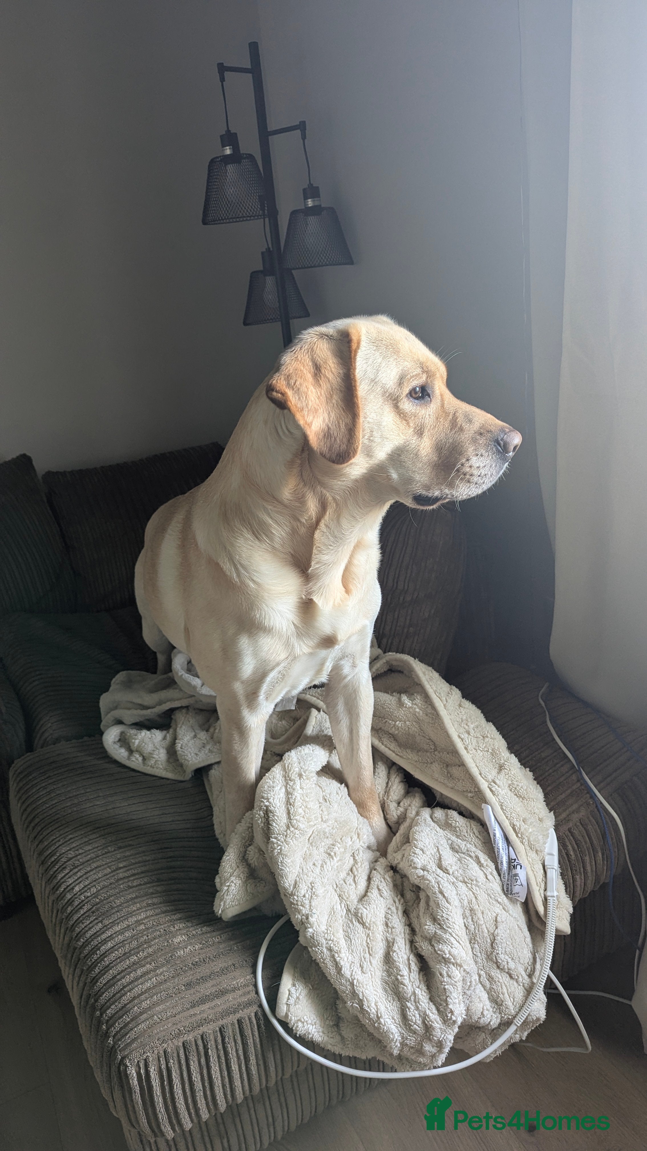 Labrador Retriever dogs Large male  - Advert 5