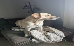 Labrador Retriever dogs for stud: Large male  - Advert 1