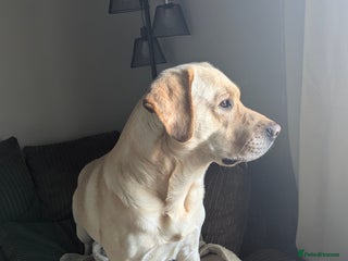 Labrador Retriever dogs Large male - Advert 1