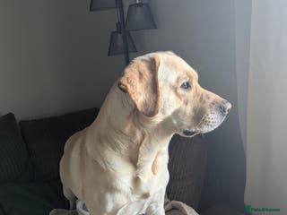 Labrador Retriever dogs Large male - Advert 16