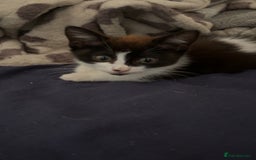 Mixed Breed cats for sale: Two female mixed kittens for sale - Advert 3