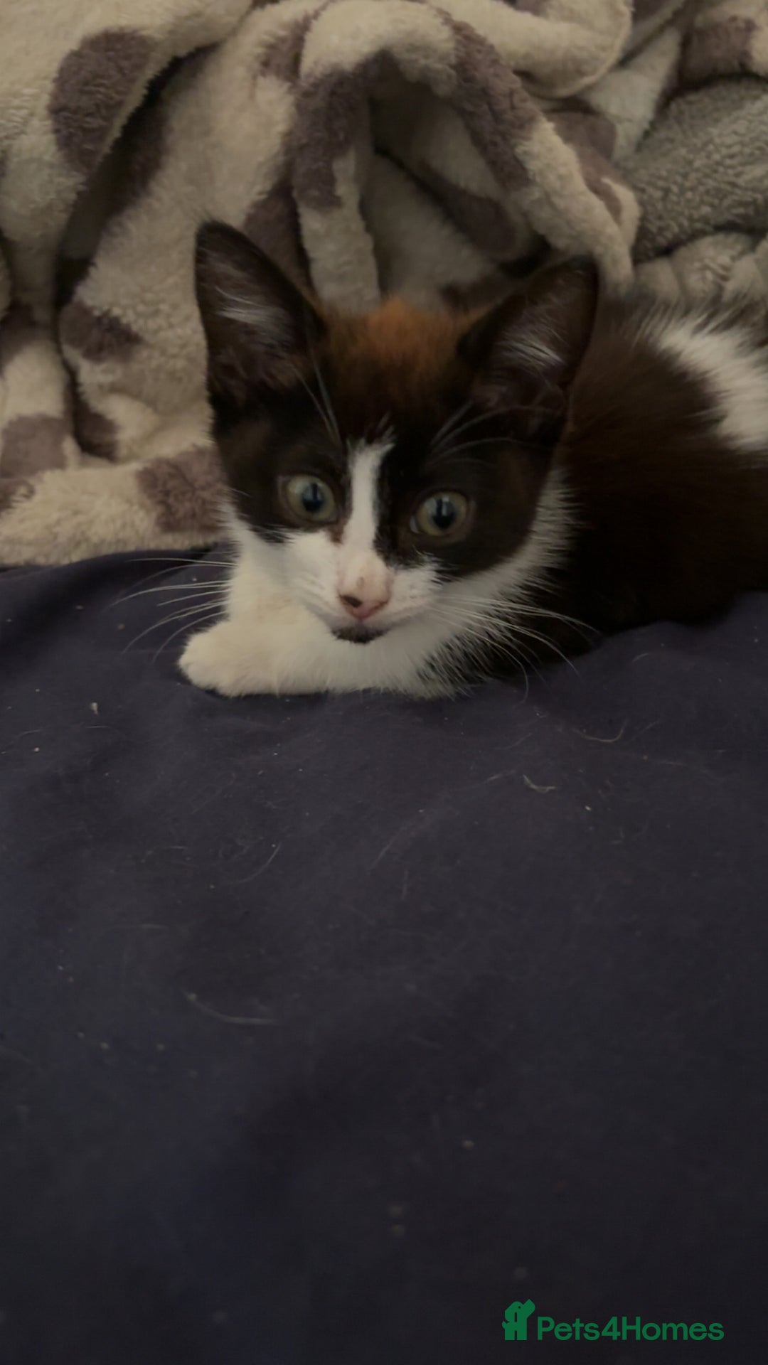 Mixed Breed cats for sale: Two female mixed kittens for sale - Advert 3