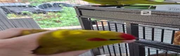 Parakeets birds for sale: Kakarikis males forsale - Advert 7