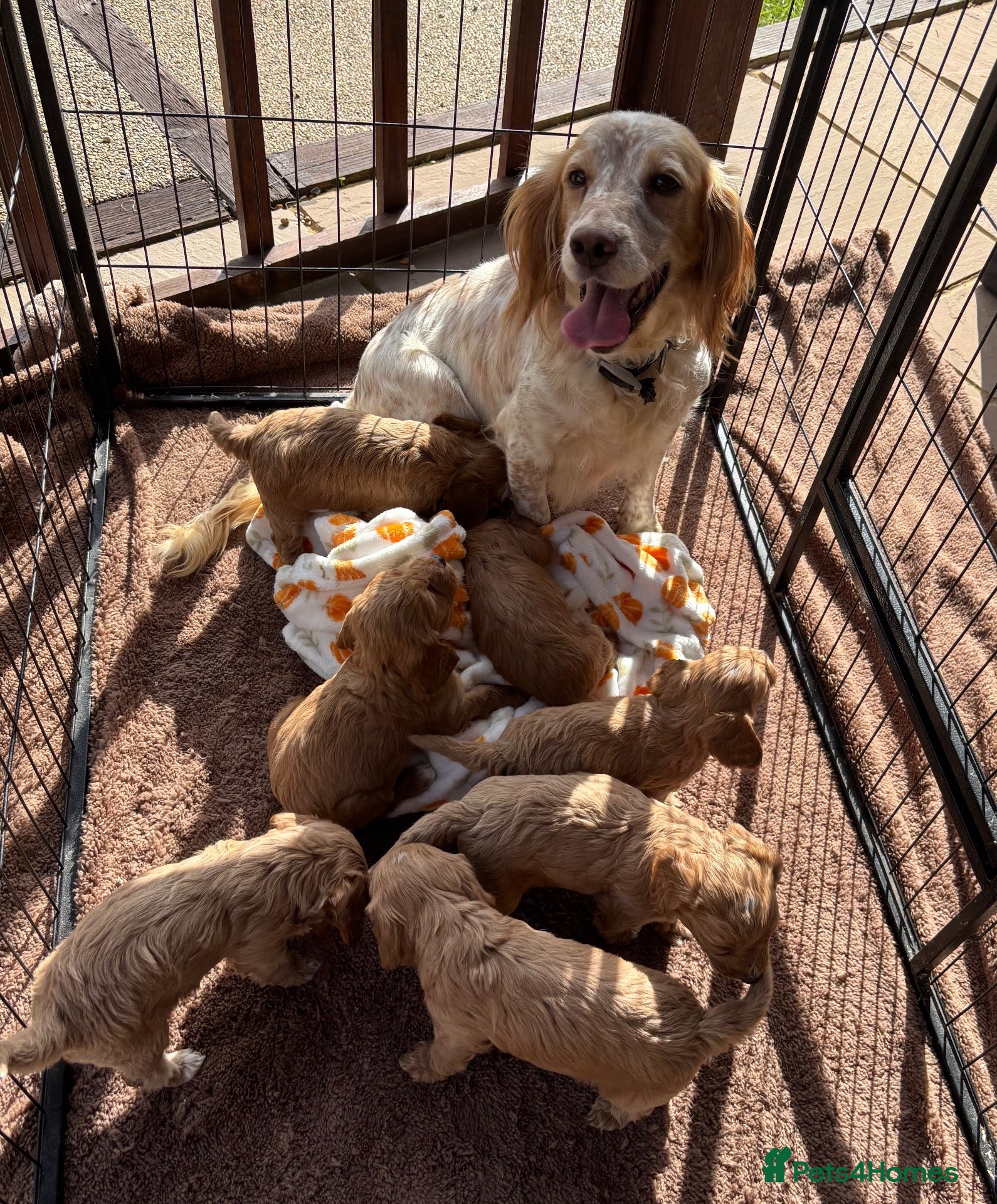 Cockapoo dogs Beautiful cockapoo puppys - Advert 1