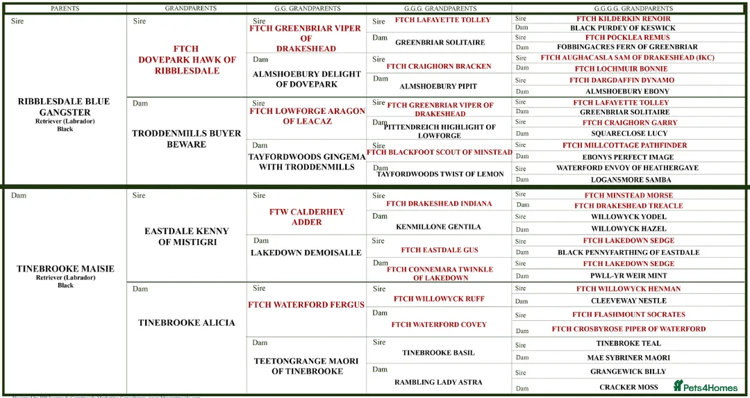 Labrador Retriever dogs for stud: Exceptionally Well Bred, Black Labrador for Stud in King's Lynn - Advert 2