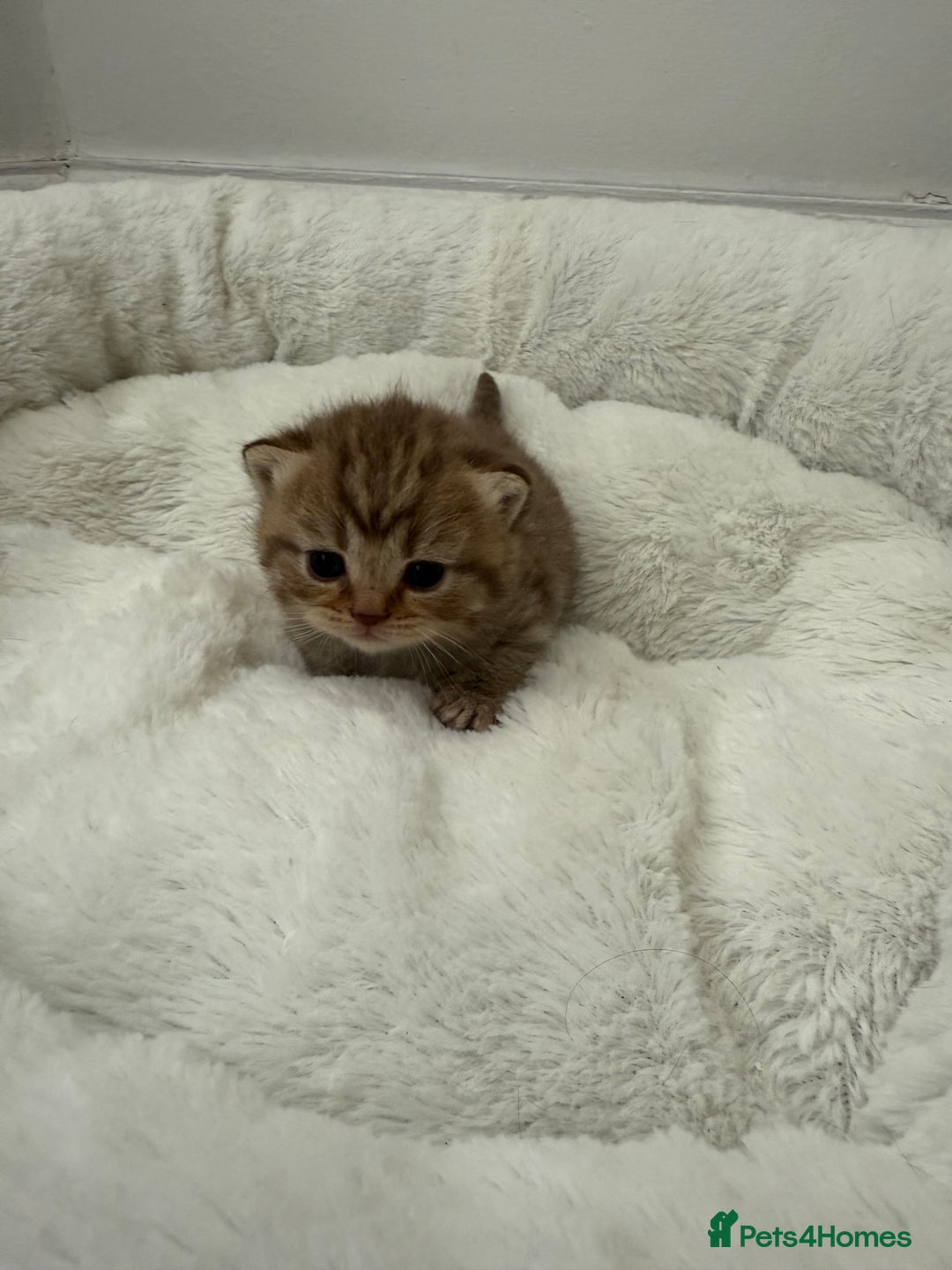 British Shorthair cats for sale: British shorthair kittens  - Image 26
