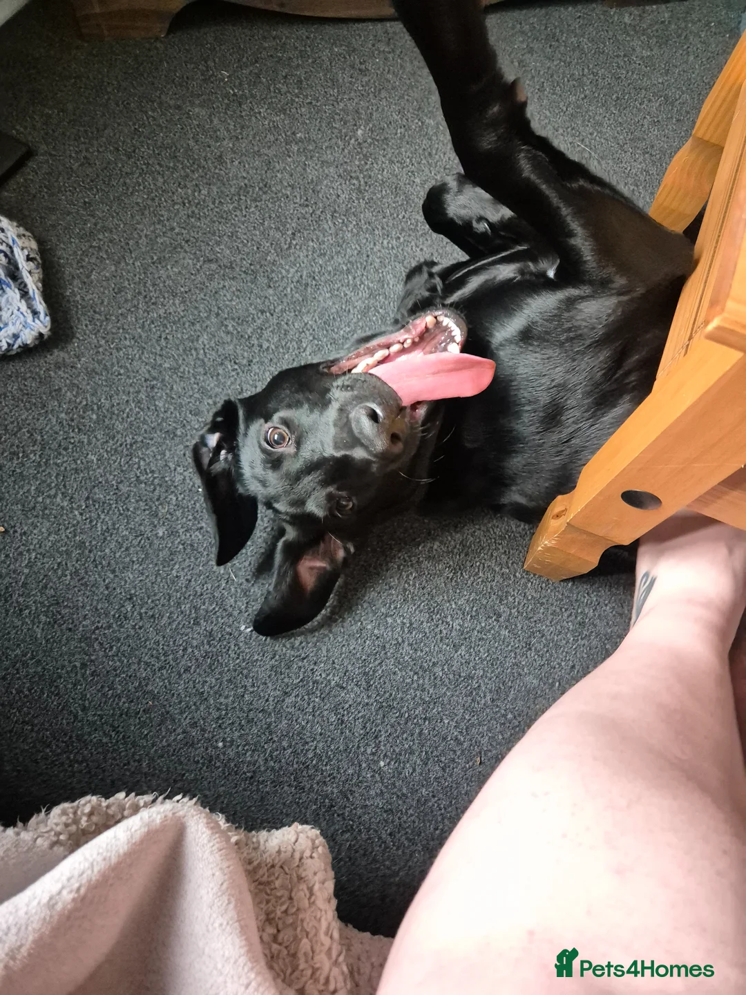 Labrador Retriever dogs for stud: Pedigree black lab for stud  in Inverness - Advert 2