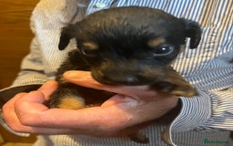 Mixed Breed dogs for sale: 8 puppies available rottweiler x border collie - Image 9