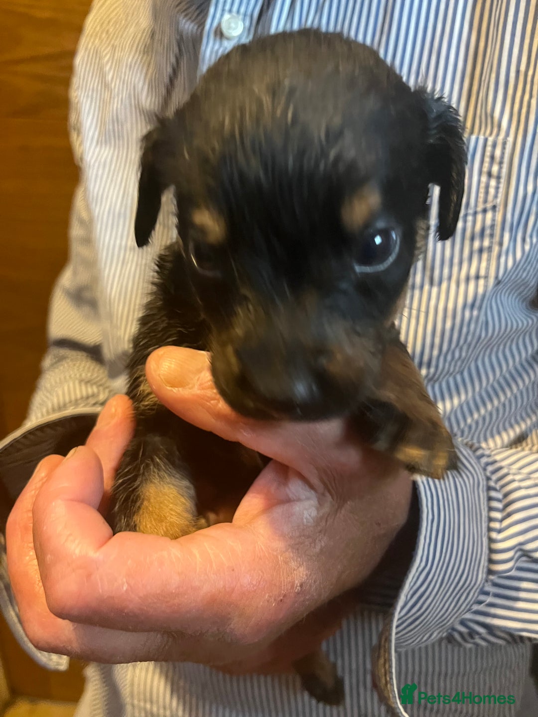 Mixed Breed dogs for sale: 8 puppies available rottweiler x border collie - Image 9