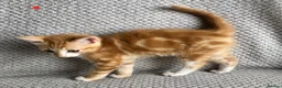 Mixed Breed cats for sale: Kittens for sale  in Hungerford - Advert 14
