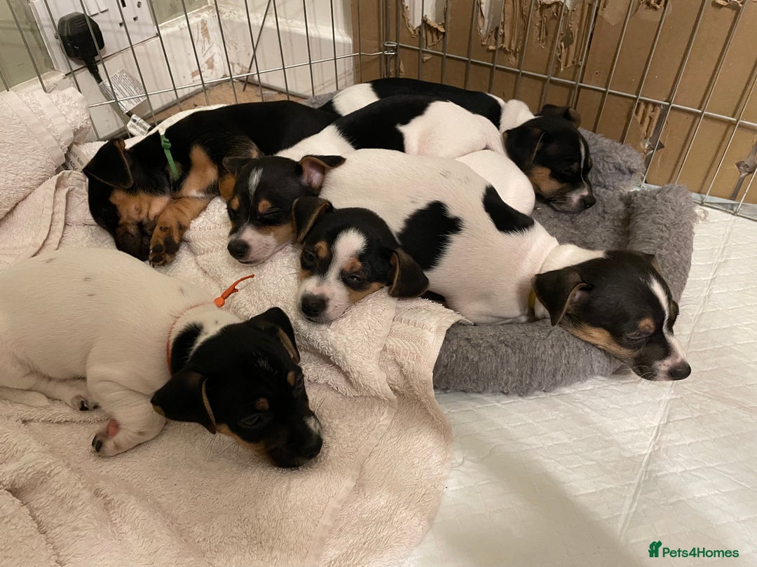 Jack Russell dogs for sale: Jack Russell puppies 8 weeks old - Advert 1