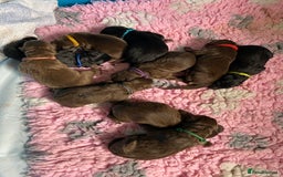 German Shepherd dogs for sale: Beautiful straight back German Shepherds  - Image 3