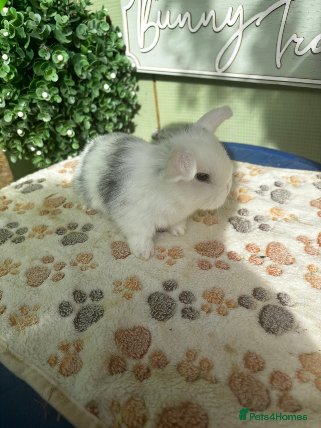 Mini Lop rabbits for sale: ❤️❤️Beautiful minilop bubbies for sale ❤️❤️ - Image 9