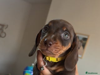 Miniature Dachshund dogs - Advert 17