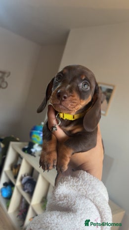 Miniature Dachshund dogs - Advert 1