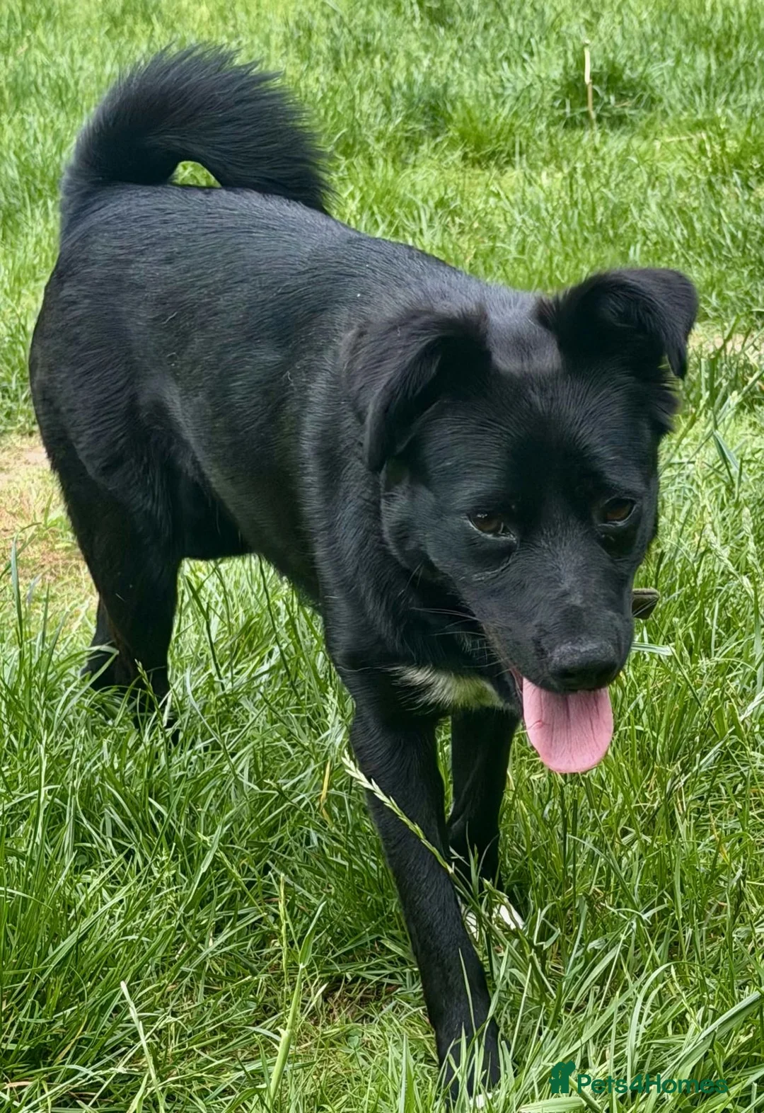 Border Collie dogs for sale: BONYA - Female Border Collie in West Malling - Advert 1
