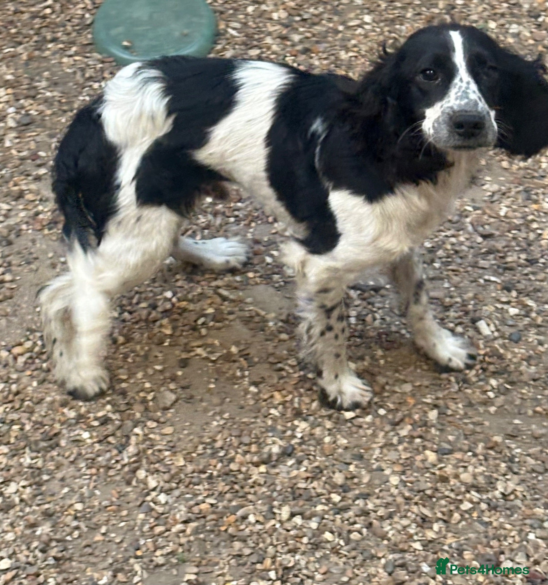 Cocker Spaniel dogs Cocker spaniel boy - Advert 1