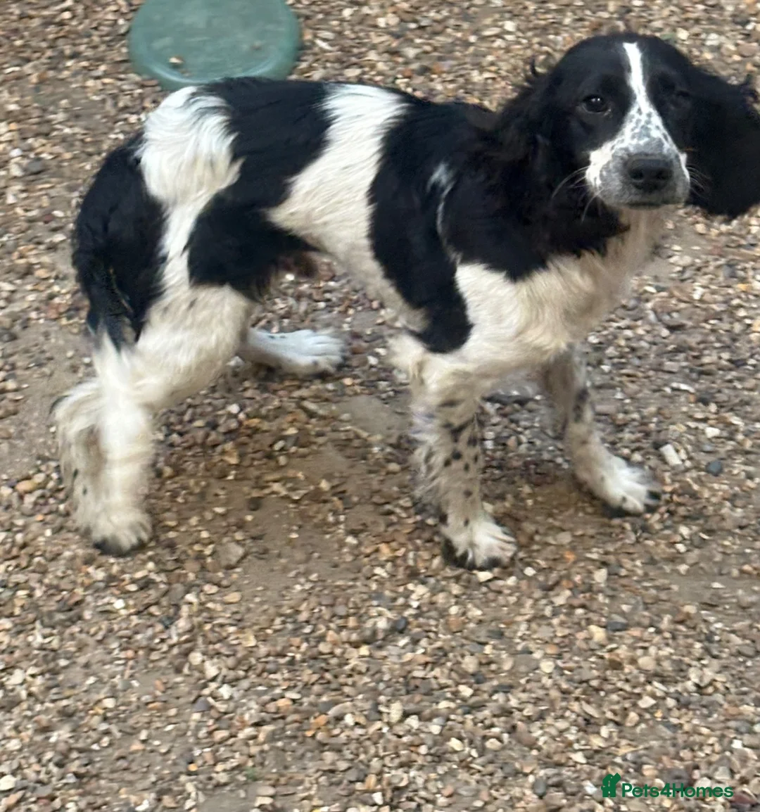 Cocker Spaniel dogs for sale: Cocker spaniel boy in West Drayton - Advert 1