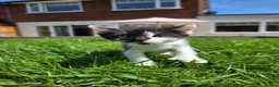 Mixed Breed cats for sale:  Black / white polydactyl boy, handreared by RVN in Birmingham - Advert 1