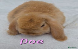 Mini Lop rabbits for sale: Beautiful mini lops girls and boys in Huntingdon - Image 7