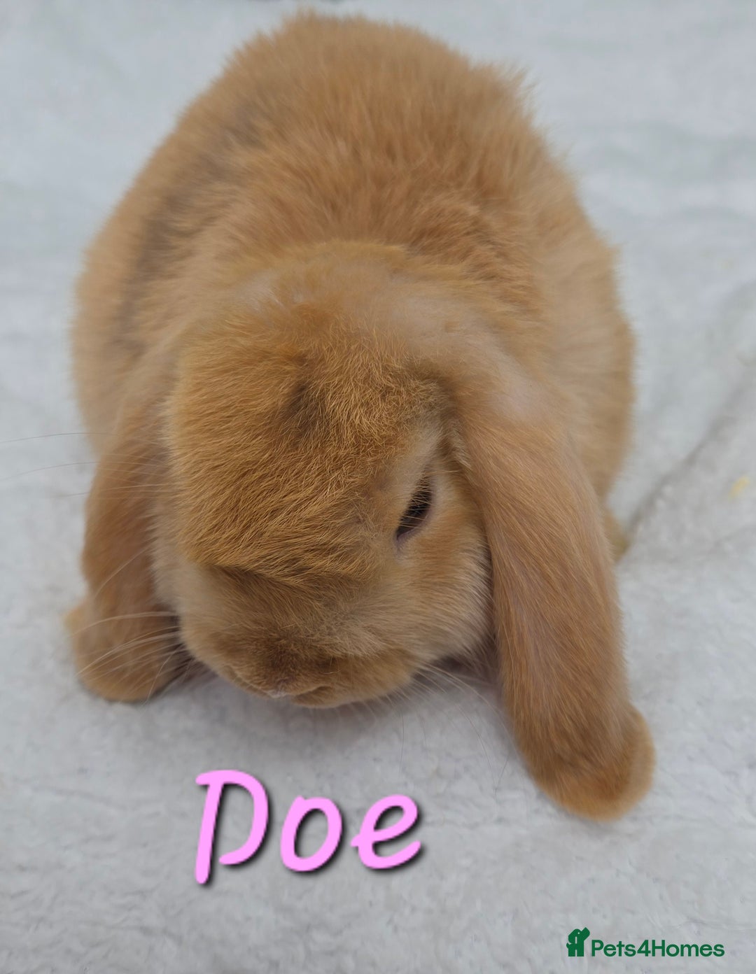 Mini Lop rabbits for sale: Beautiful mini lops girls and boys in Huntingdon - Image 7