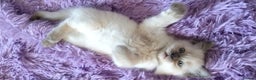 Ragdoll cats for sale: Tica registered ragdoll kittens - Advert 5
