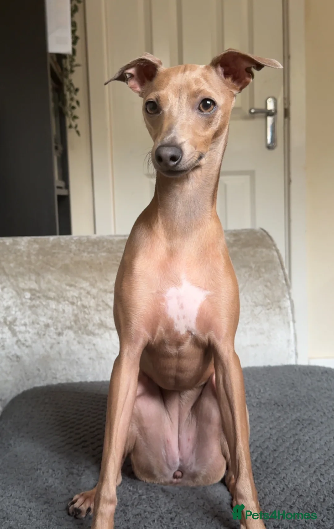 Italian Greyhound dogs for sale: KC REG Italian greyhounds DUE! - Advert 1