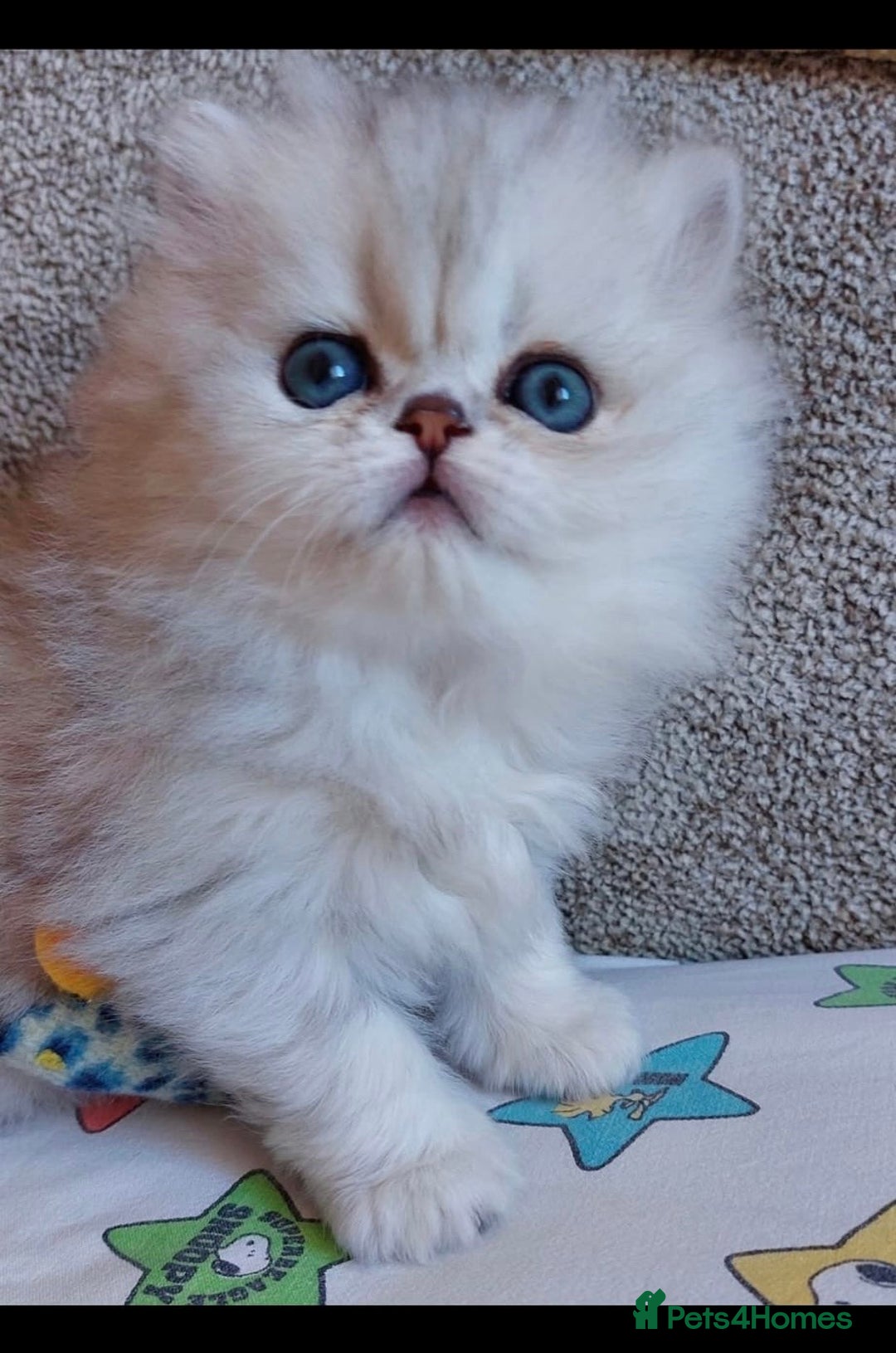 Persian cats for sale: Italian Persian chinchilla kittens♥️🐾 - Image 8