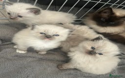 Ragdoll cats for sale: 2 MALE RAGDOLLS AVAILABLE  - Image 9