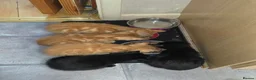 Mixed Breed cats for sale: 1 ginger 2 black kittens - Advert 14
