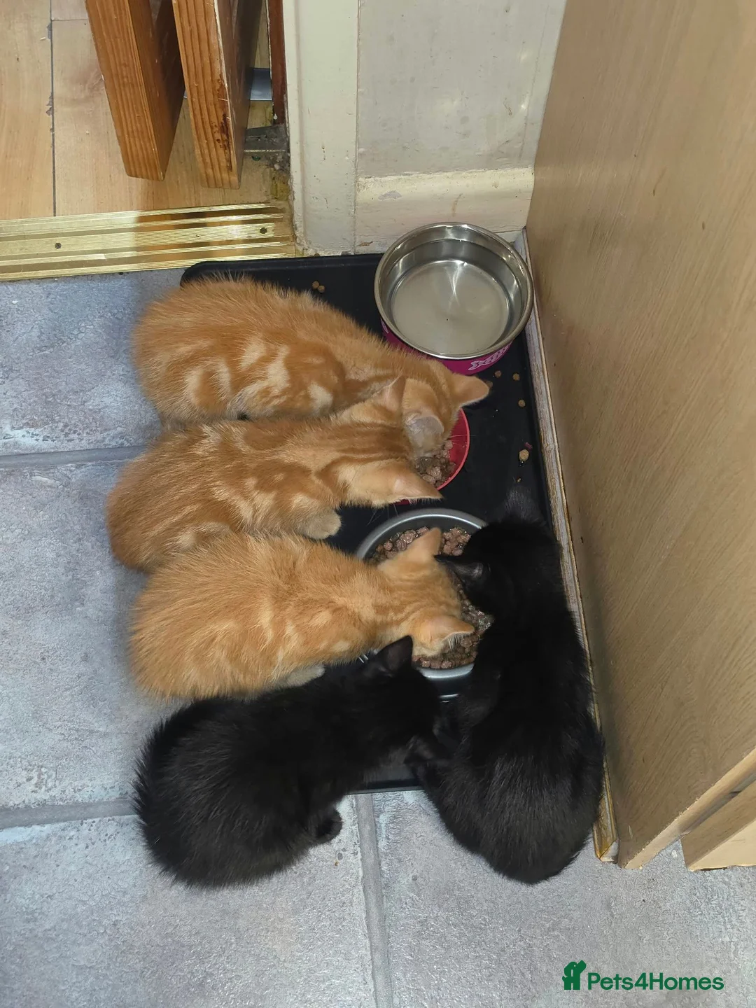 Mixed Breed cats for sale: 1 ginger 2 black kittens - Advert 14