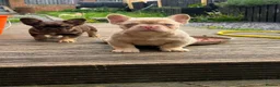 French Bulldog dogs for sale: Pink Fluffy Choc and Tan French Bulldog Puppies - Advert 3